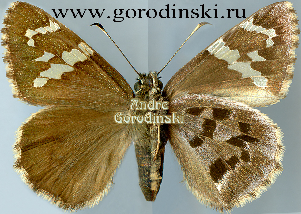 http://www.gorodinski.ru/hesperidae/Lobocla germanus.jpg